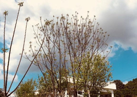 Nurpur Casa | The Wild Wild