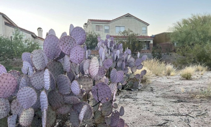 Oro Valley Casa | TheDesertOasis@ #LambertPark:4BD,Mountain Views,Gym,HOA Pool&Spa,PoolTable,CottonBedding