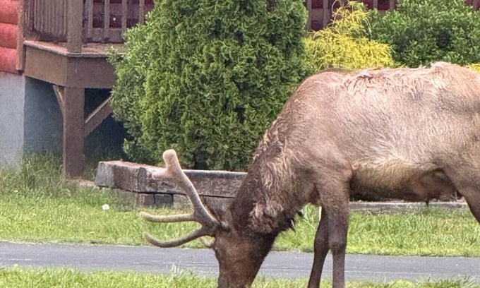 Cherokee Cabina | Train Rides, Trails & Casino Fun : Your Smoky Hub.