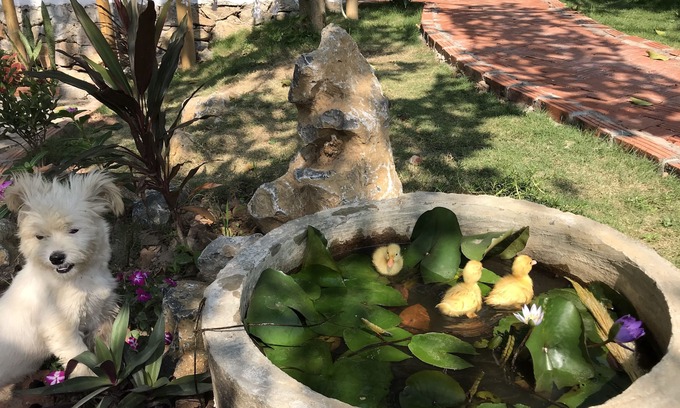 Hoa Lu Hotel | Trang An Lamia Bungalow