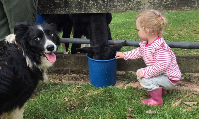 Wildes Meadow Otro | ESTANCIA DE GRANJA AUTOCONTENADA ÚNICA EN EL PICTURESQUE SUR DE HIGHLANDS