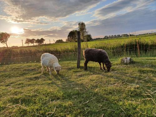 Horum Apartamento | Villa Friesenkät - Deichblick