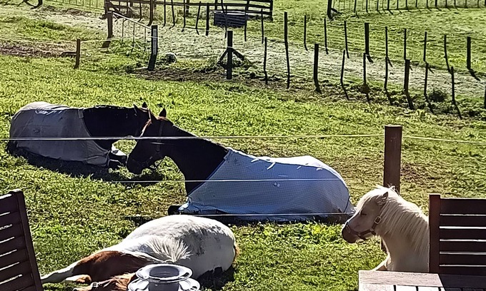 Hangatiki Cama Y Desayuno | Waitomo Equine Homestay