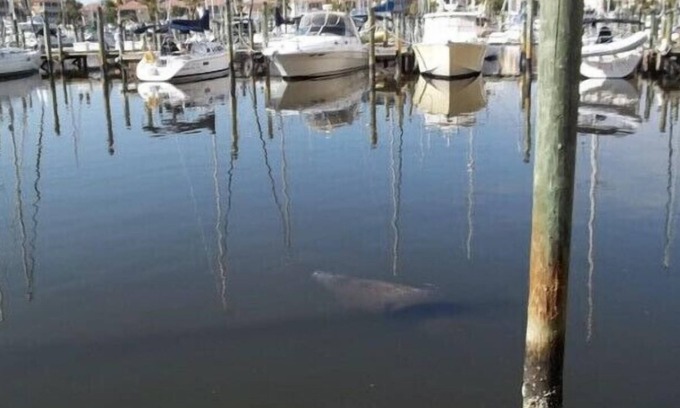 Burnt Store Marina Condominio | Watch the manatees from your lanai while drinking your morning coffee and relax.