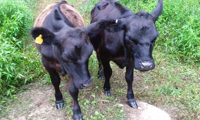 Stafford Otro | Granja de trabajo: Overnite, Vacaciones, Apartamento, Vacaciones, Campos, Bosque, Reuniones