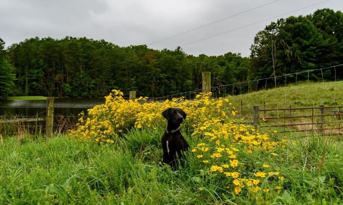 Ararat Cama Y Desayuno | Wolf Creek Farm B&B and Motorcycle Manor at Wolf Creek Farm, LLC