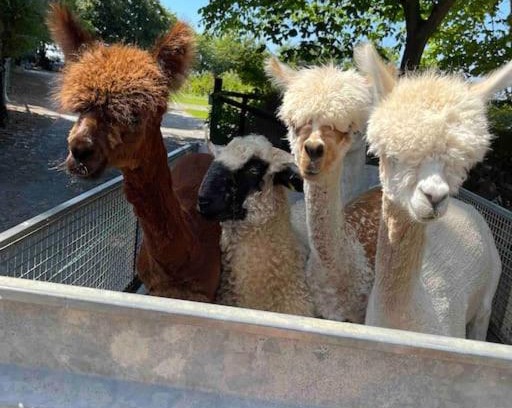 Tan-y-groes Casa | Y Boidy Bach