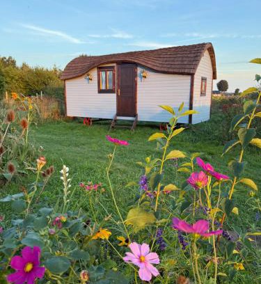 Jantar Complejo | Zielona Przystań