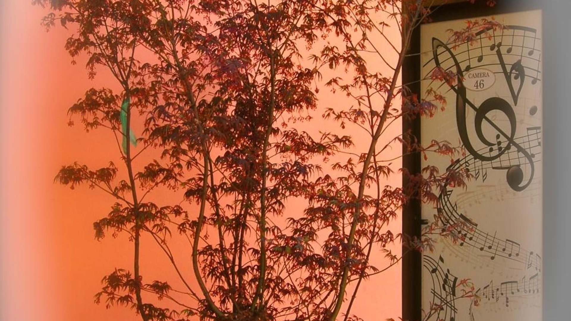 foto de Otras en Cremona
