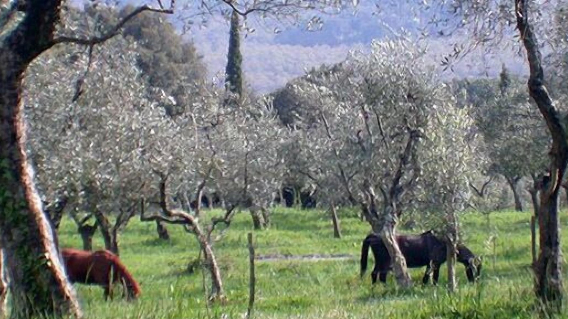 foto de Exterior en Sassetta