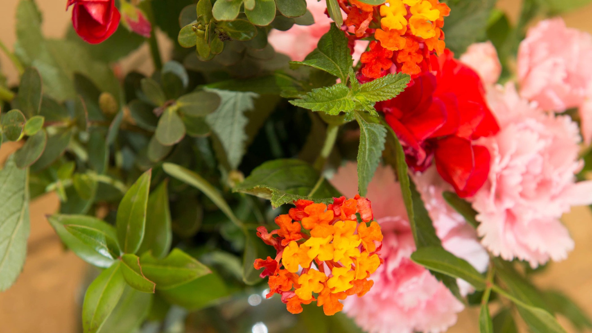 foto de Otras en Sassetta