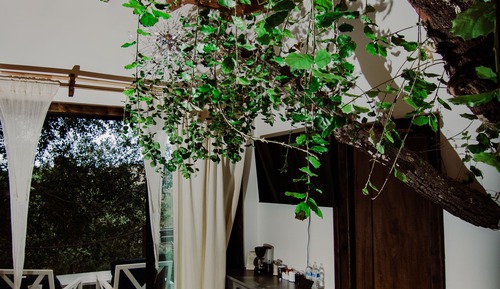 Casa de lujo en un árbol