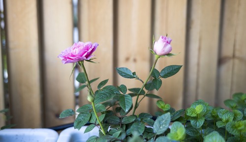 Premium Room, Balcony