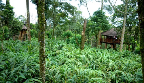 Casa en un árbol, 1 cama de matrimonio grande