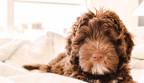 Habitación Premier, 1 cama de matrimonio grande, vistas parciales al mar (2ND FL KING-SOV, Atlantic)