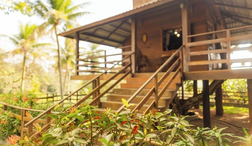 Casa en un árbol Premium