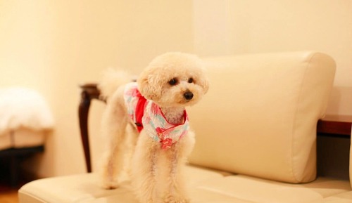 Villa estándar, no fumadores