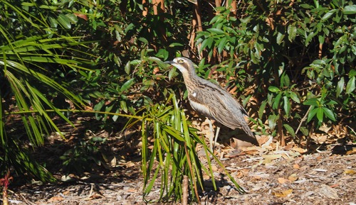 Suite Deluxe, 1 cama de matrimonio grande, Aire acondicionado, en la zona del jardín