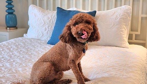 Suite estándar, 1 habitación