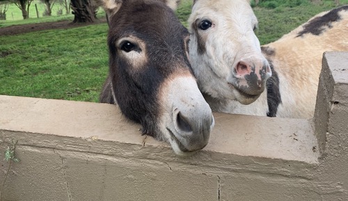 Suite estándar, 1 habitación, no fumadores, cocina (Monterosso 1 Bedroom Cottage)