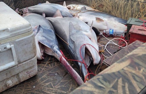 Osceola Apartamento | Charming Micro Cabin near Truman Lake in the Ozarks!