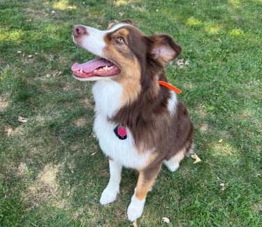 Schaumburg Casa | test 2233