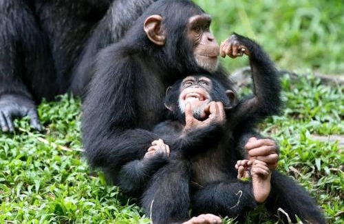 Central Kampala Alquiler De Eote | 5 Days Gorilla & Wildlife Safari