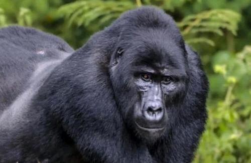 Central Kampala Alquiler De Eote | 5 Days Gorilla & Wildlife Safari