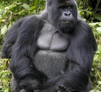 Central Kampala Alquiler De Eote | 5 Days Gorilla & Wildlife Safari