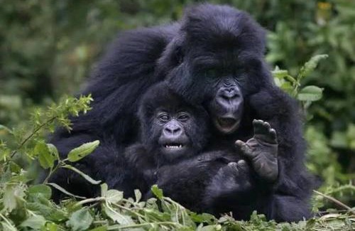 Central Kampala Alquiler De Eote | 5 Days Gorilla & Wildlife Safari