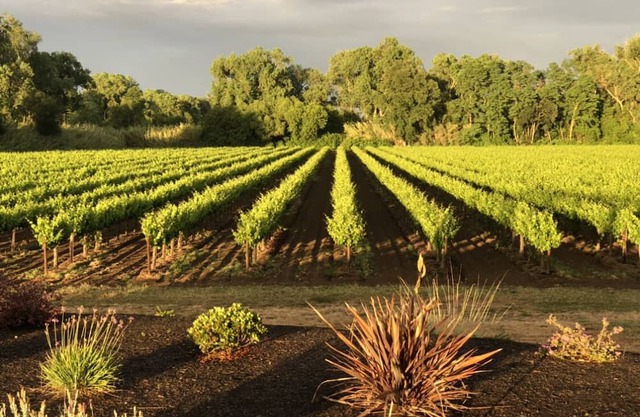 Beautiful Luxury Estate in the Vineyards