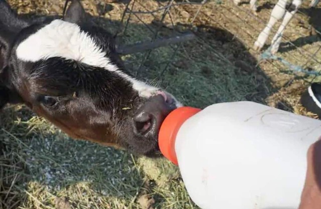 Farmhouse Upstairs Apartment