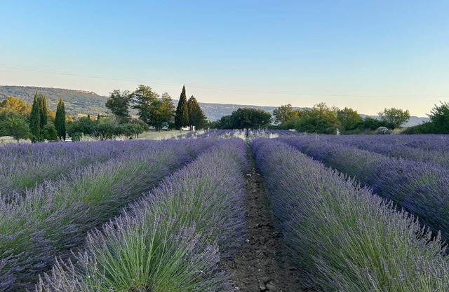 Private estate with lavender fields and Luberon views - La Petite Maison