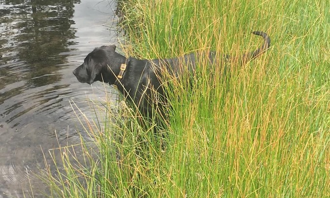 Shingletown Cabina | 50 Acre Mountain Meadow Campground with Cabin, Bathhouse & Outdoor Kitchen