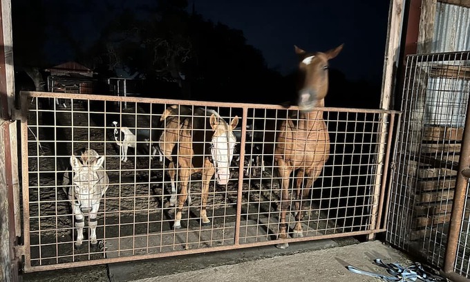 Belton Apartamento | Farmhouse Studio The Tackroom-animals and a pool!