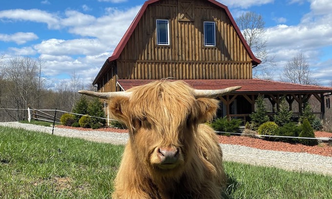 McArthur Casa | The Barn at Dogwood Ridge Farms: Highland Cow and Mini Donkey Farm